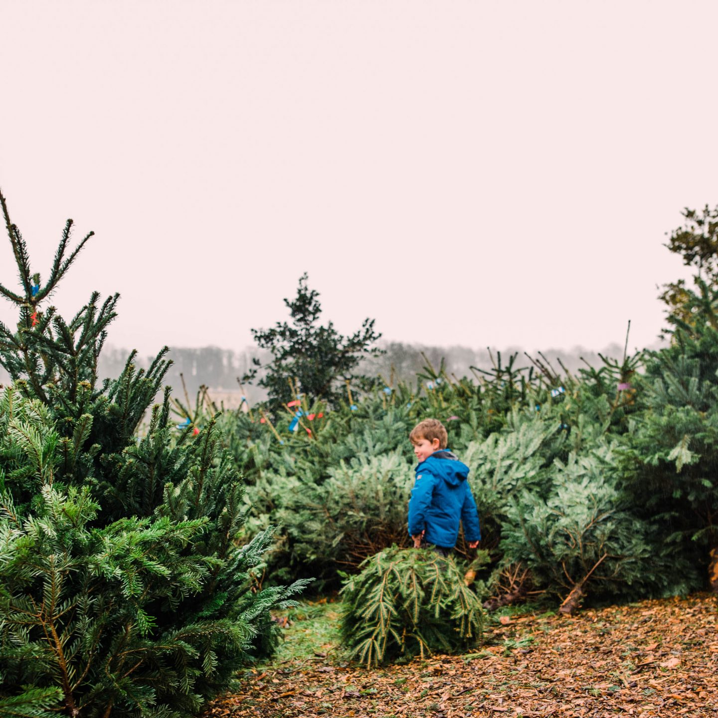 My son dragging a Christmas tree at a Christmas tree farm for a post about apps for Christmas. Photo Credit: Chui King Li Photography