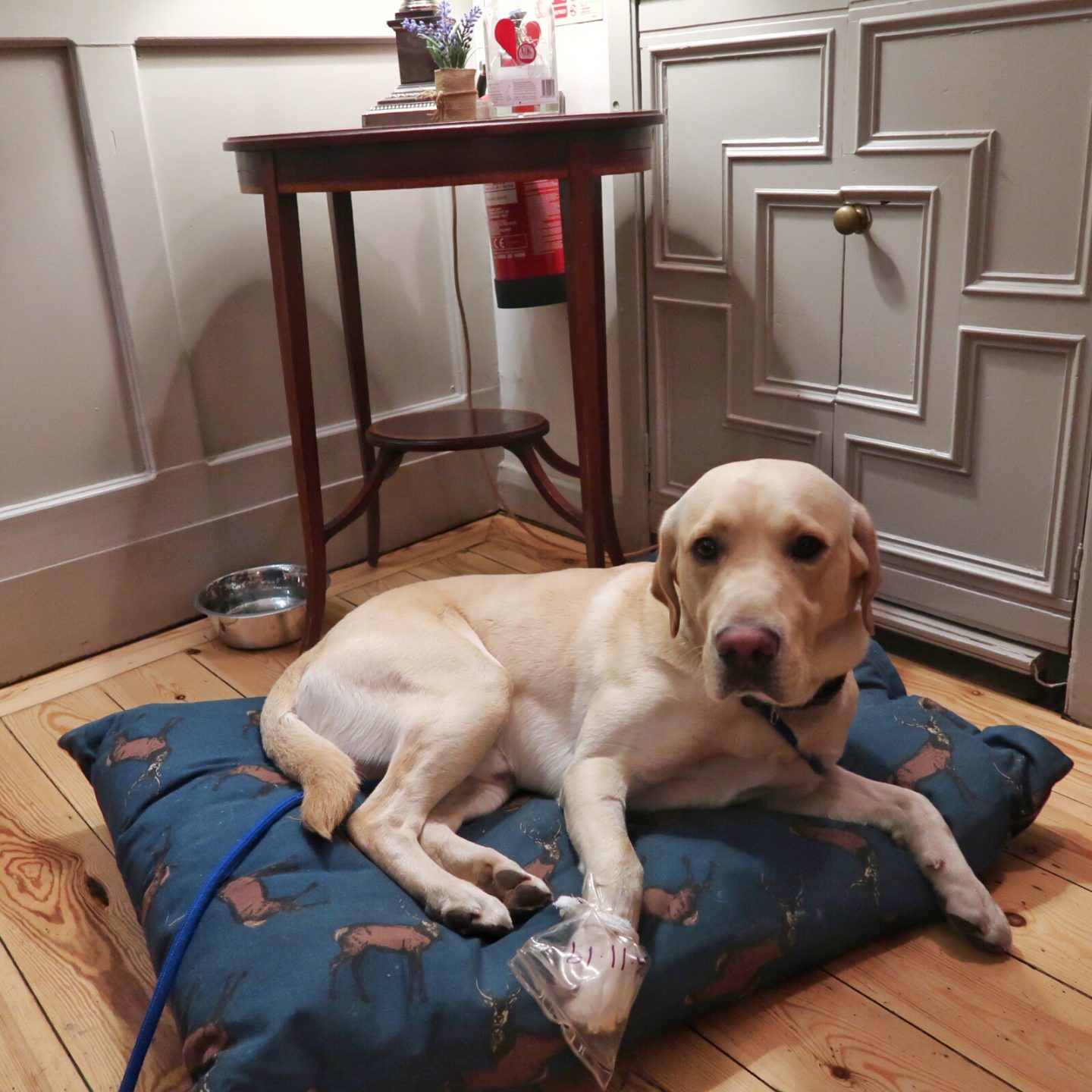 Hendrix the Labrador lies in comfort on a bed at a restaurant.