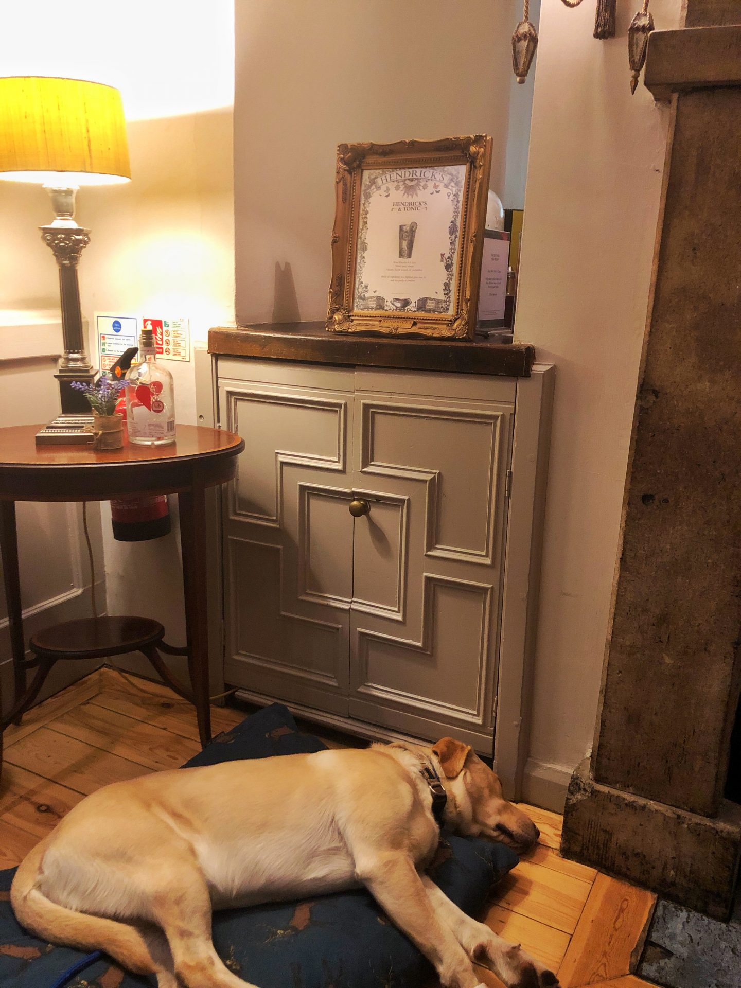 Hendrix sleeping on his bed during the meal at The Feathers Hotel.