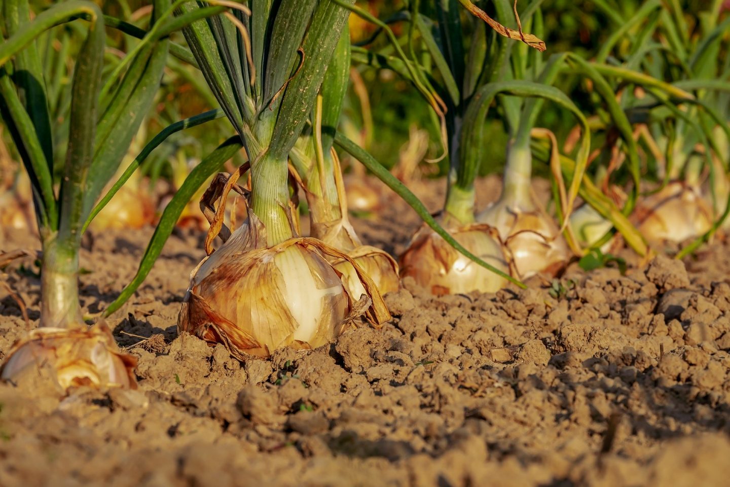 Starting a new garden plot to grow veg like these lovely onions growing in a smart row.