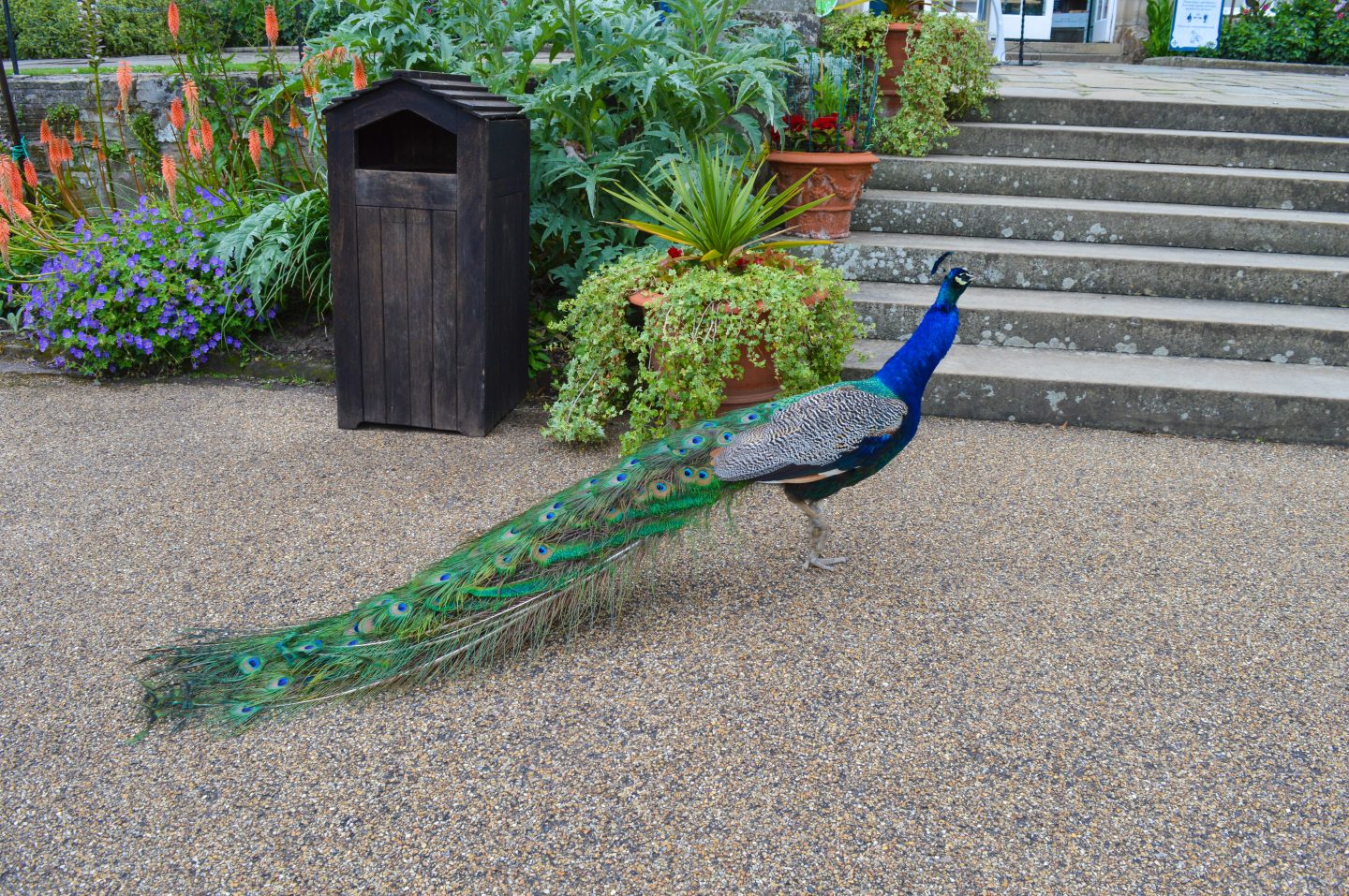 A peacock strolling around at the Peacock Garden.