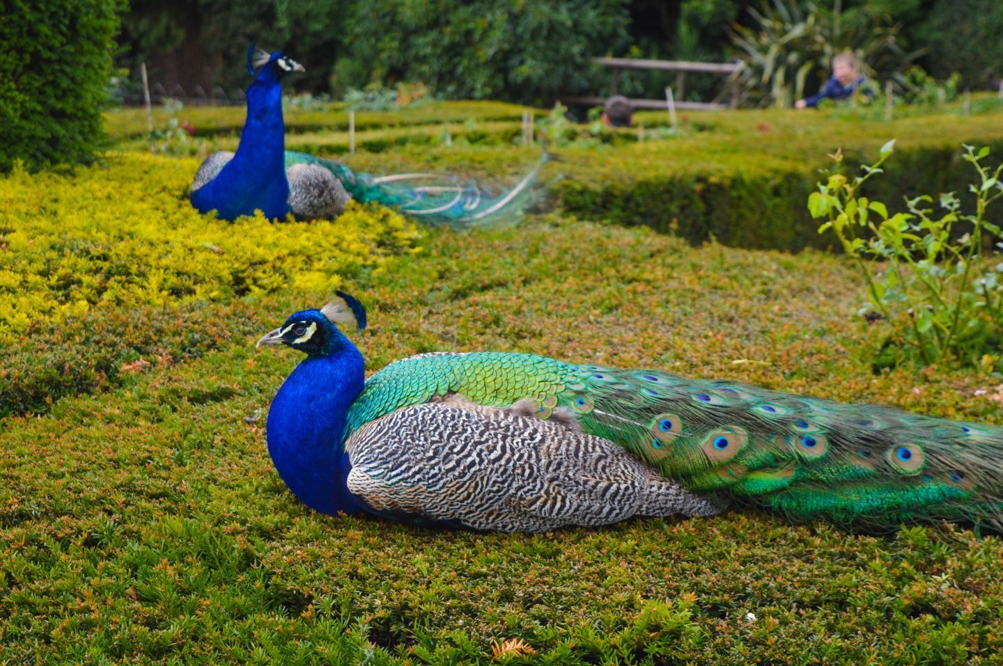 The magnificent peacocks at in the Peacock Garden. Sitting on a hedge relaxing.