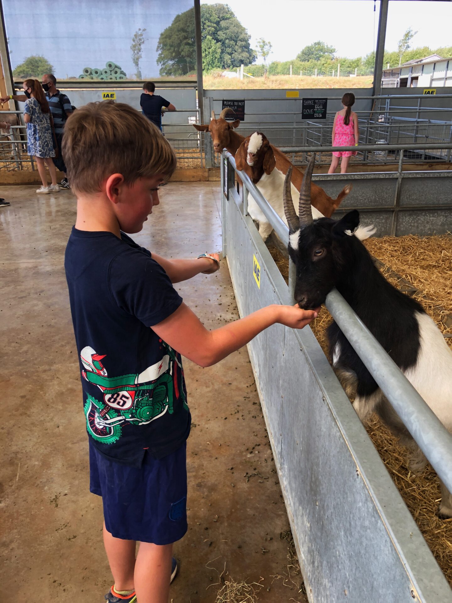 Feeding the friendly goats at The Farm Park