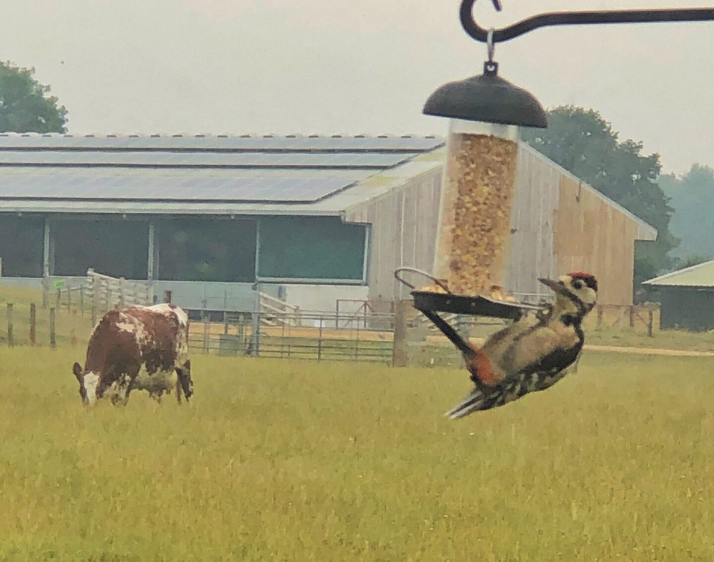 We were excited to spot a juvenile great spotted woodpecker getting a snack from the bird feeder outside our window.;