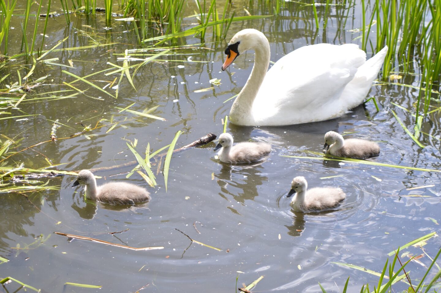 A swan and 4 cygnets paddle in the shallows. A post about making greener choices for SaveMoneyCutCarbon.