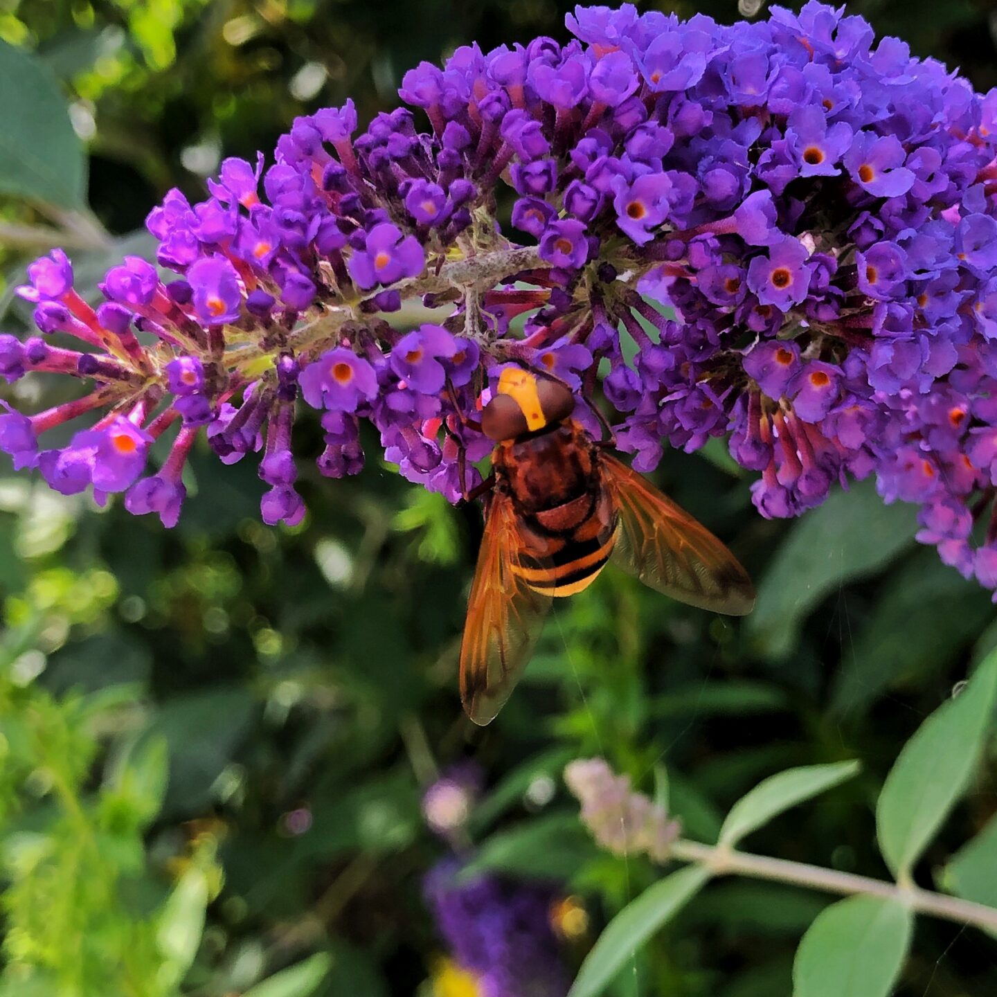 A very large type of hover fly on a bright purple bloom. Talking about making greener choices. 