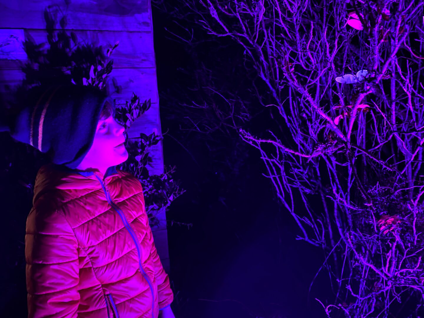 Looking for fairies in the softly lit trees was a highlight of the Enchanted Light Trail Christmas event in Gloucestershire.